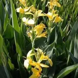 Canna Longwood 'Ra' - Yellow Longwood Canna (Bare Root)